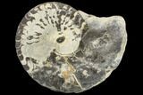 Triassic Ammonite (Ceratites) Fossil - Germany #113144-1